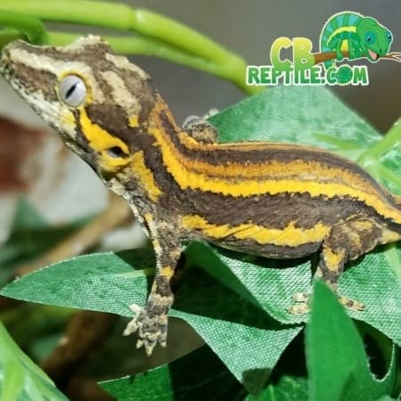 yellow stripe gargoyle gecko for sale