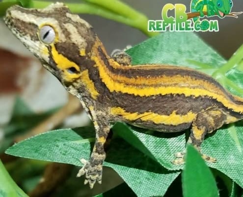 yellow stripe gargoyle gecko for sale