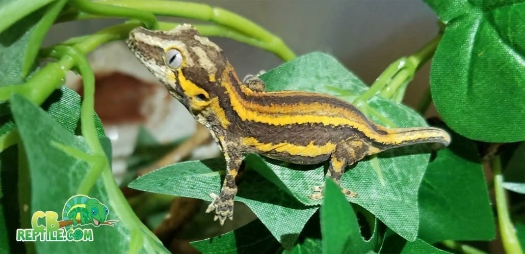 yellow striped gargoyle gecko