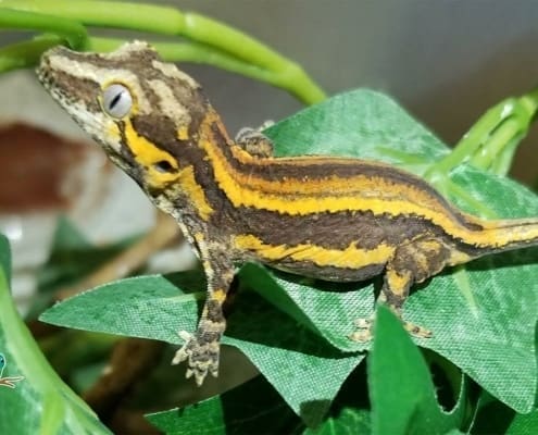 yellow striped gargoyle gecko