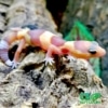 baby albino fat tailed gecko