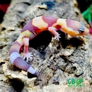 Albino African fat tailed gecko for sale | albino fat tail ...