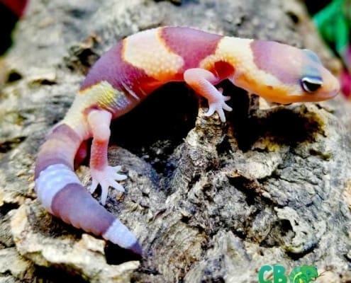 albino fat tailed gecko for sale