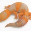 albino fat tailed gecko for sale