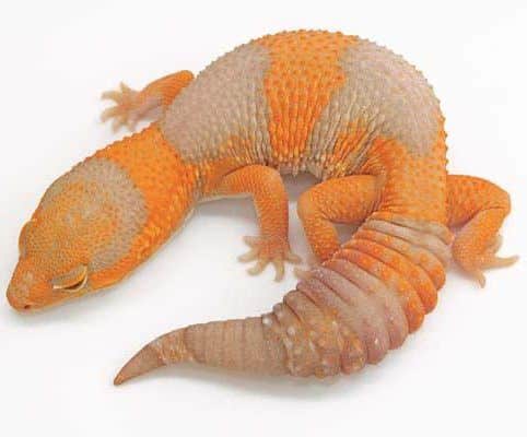 albino fat tailed gecko for sale