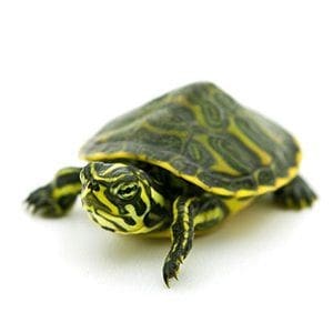 websites to buy turtles