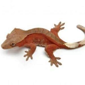 bicolor crested gecko