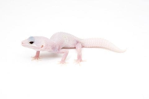 blizzard leopard gecko