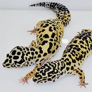 bold leopard geckos for sale