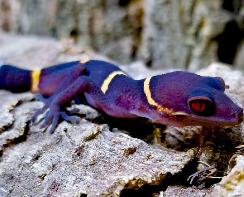 chinese cave gecko breeder