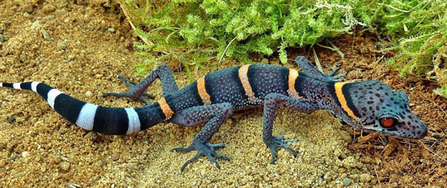 chinese cave geckos for sale