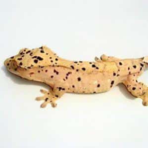 dalmatian crested gecko