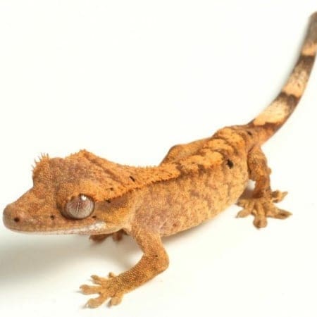 flame crested gecko