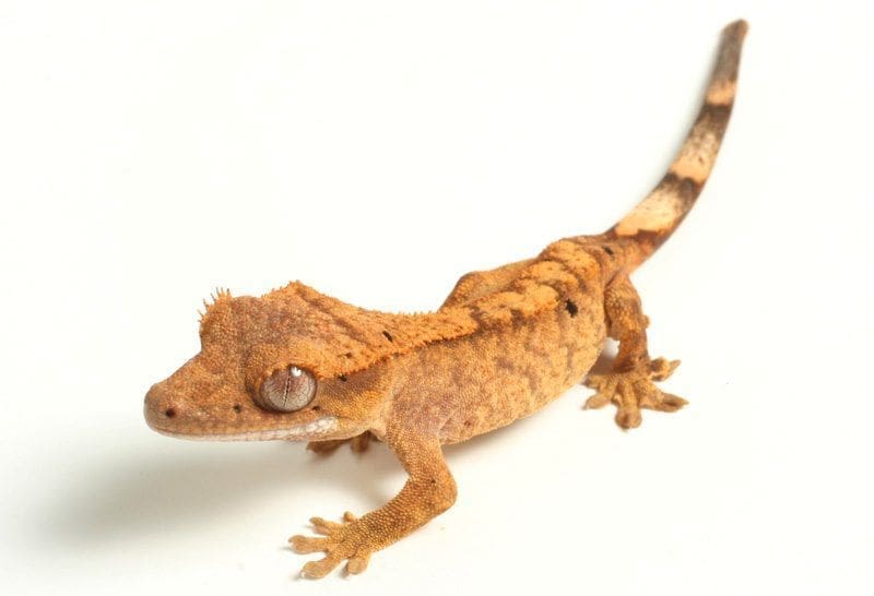 flame crested gecko