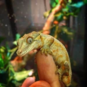 gargoyle gecko for sale