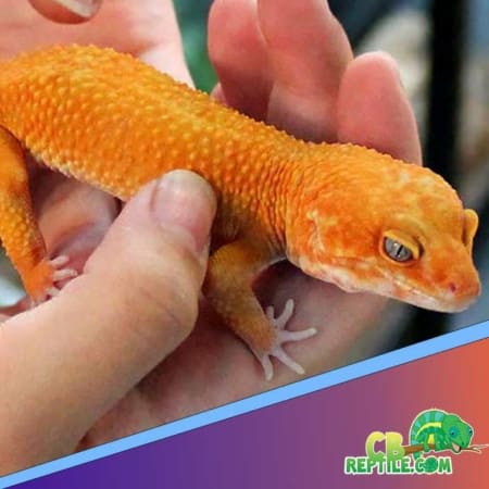 giant tangerine leopard gecko for sale