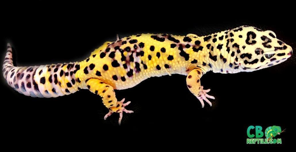 super giant leopard gecko sale