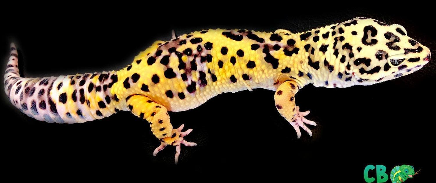 halloween bandit super giant leopard gecko