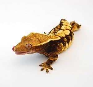 harlequin crested gecko for sale