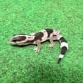 striped oreo fat tail