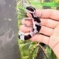 striped oreo fat tail