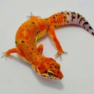 leopard gecko for sale