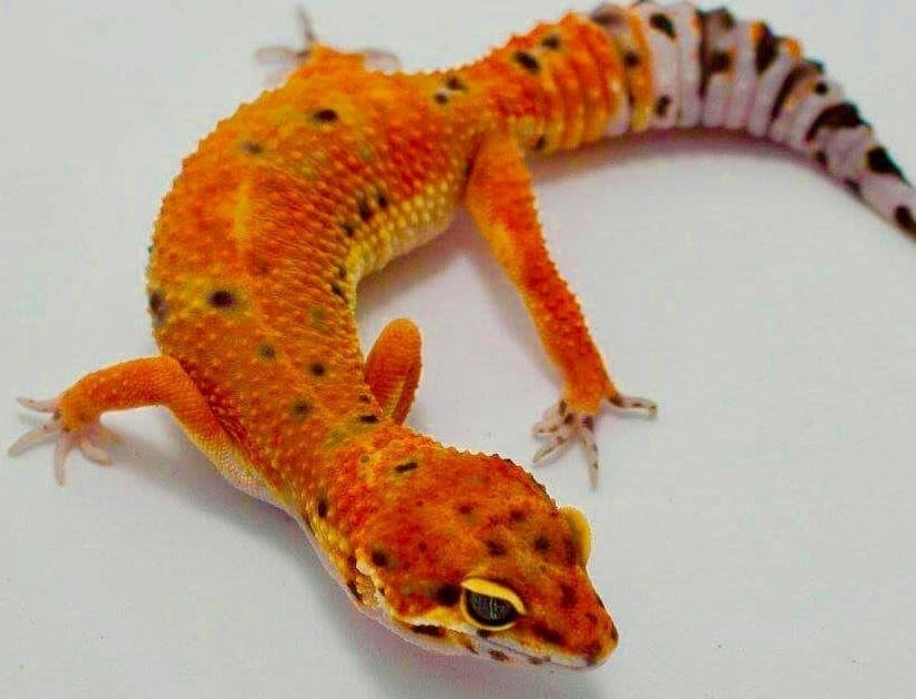 leopard geckos for sale