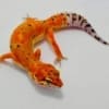 inferno leopard gecko for sale