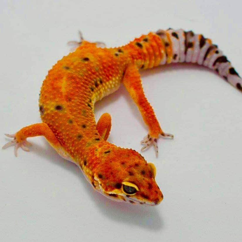 Inferno leopard gecko for sale | Baby tangerine inferno leopard geckos