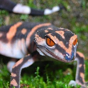 Japanese cave gecko