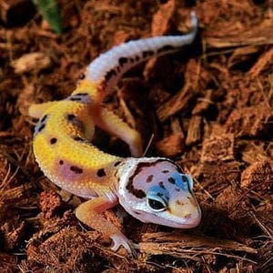 leopard gecko colors