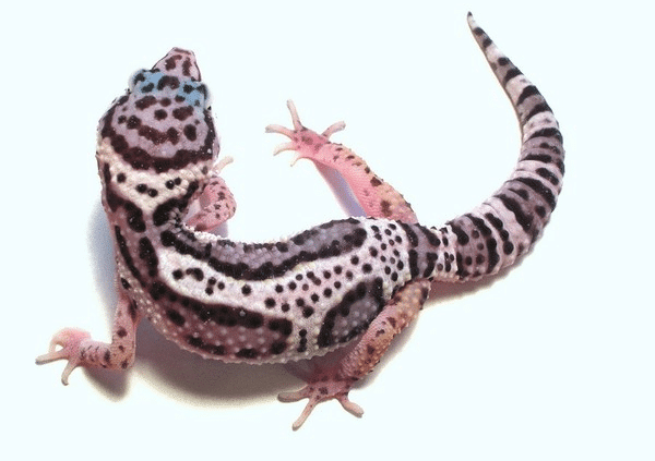 mack snow leopard gecko for sale