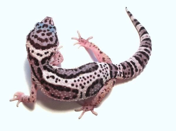 mack snow leopard gecko for sale