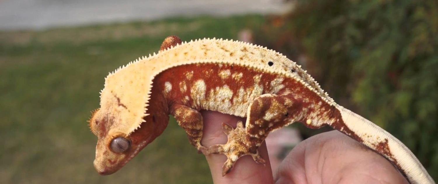 pinstripe crested gecko