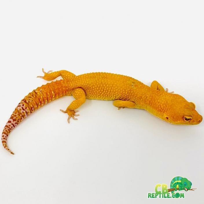 Sunglow leopard gecko for sale | Sunglow leopard geckos price
