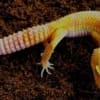 sunglow leopard gecko for sale