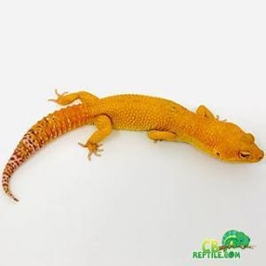 sunglow leopard gecko for sale