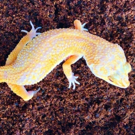 sunglow leopard gecko for sale