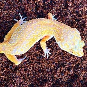 sunglow leopard geckos for sale