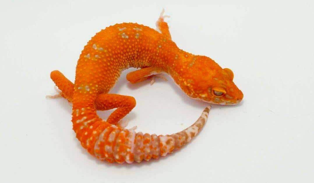 tangelo leopard geckos for sale