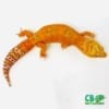 Tqngelo leopard geckos