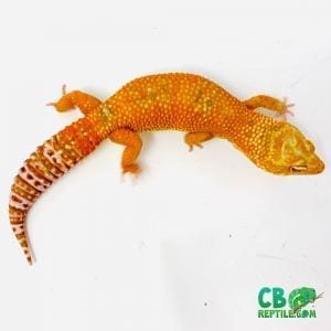 Tqngelo leopard geckos