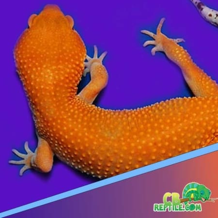 tangerine giant leopard gecko