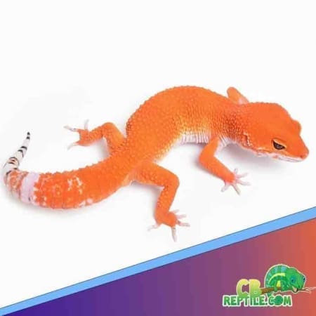 Tangerine leopard gecko