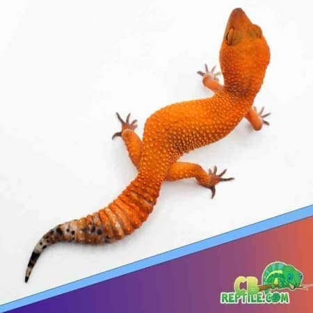 Tangerine leopard gecko for sale