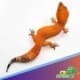 Tangerine leopard gecko for sale