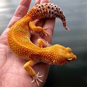 tangerine leopard gecko