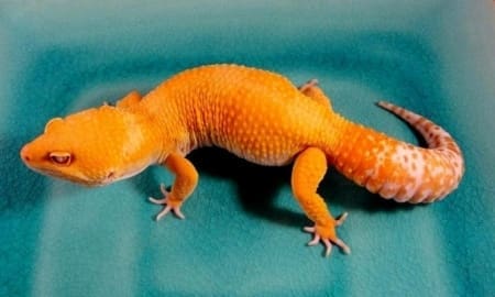 tangerine leopard gecko for sale