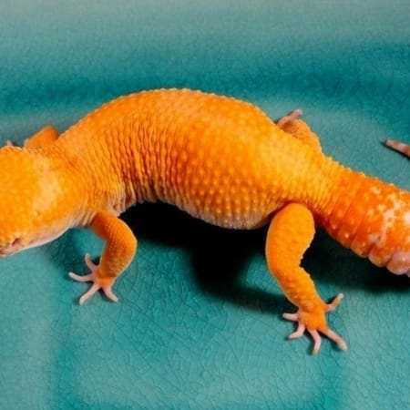 tangerine leopard gecko for sale