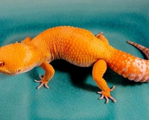 tangerine leopard gecko for sale